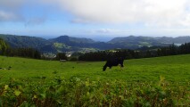 campo de erva dos açores com vaca