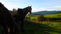 cavalo nas colinas dos açores